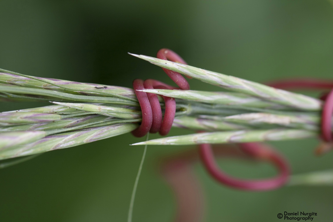 A  red vine winds around a wild, grass-like plant