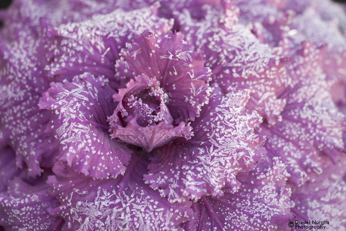 Frost kisses an ornamental cabbage