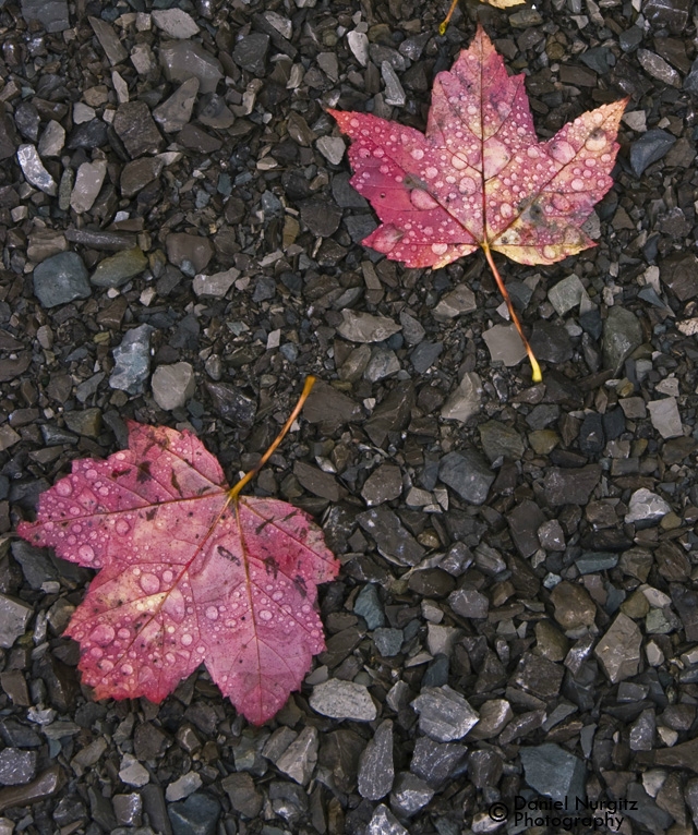 Red maple leaves on gravel