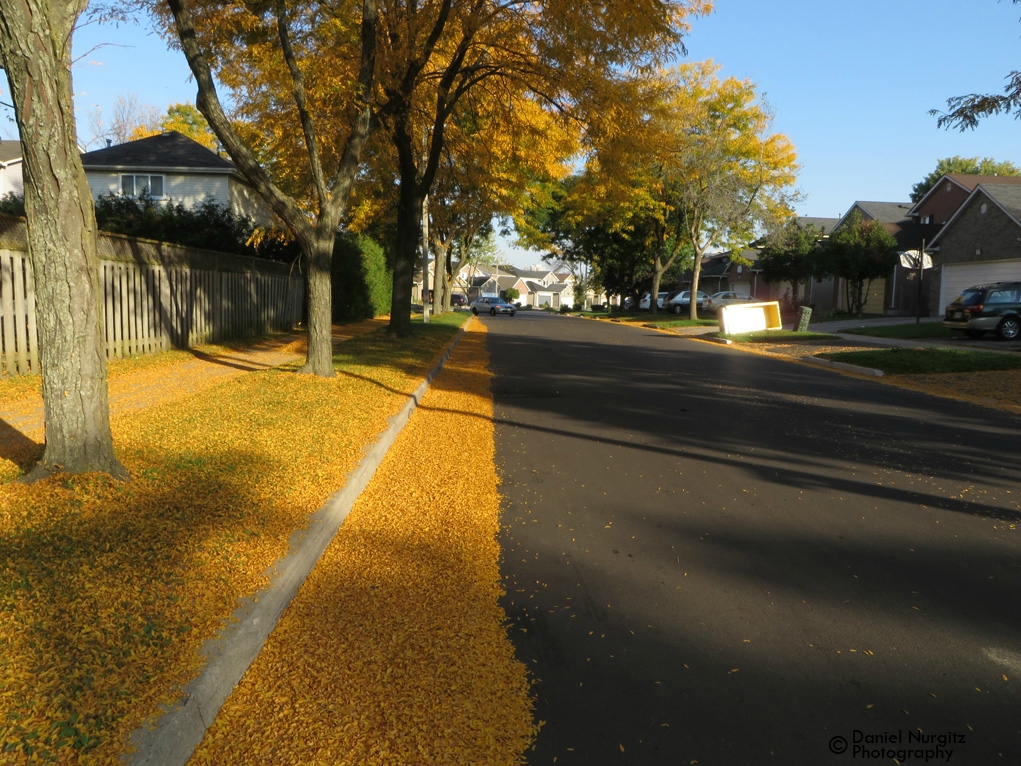 I love how these little yellow leaves gather at the side of the road