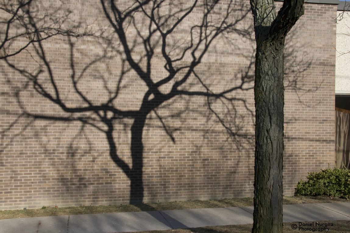 Shadow tree